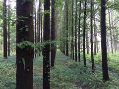 -黄海国家森林公园