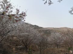 -樱花山风景区