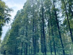 -黄海国家森林公园