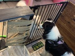 -百好乐宠物友好餐厅(朝外大街店)