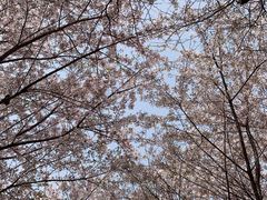 -古柏渡丰乐樱花园