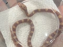 -酷以爬仙阁实体爬宠店·守宫·蜥蜴·专业繁育