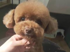 -帕帕拉兹宠物(亚洲旗舰店)