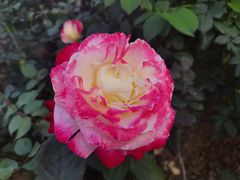 -人民公园(罗湖区)