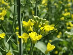 -光明小镇欢乐田园