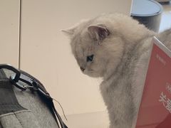 -关爱宠物医院·猫科中心·消化科(滨湖万达分院)