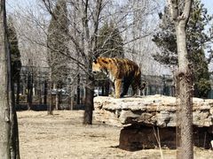 -秦皇岛野生动物园
