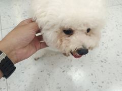 -喵园·猫主题咖啡厅·撸猫·猫咖(国贸店)