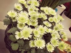 -秦美花卉(天朗·莱茵小城2期店)