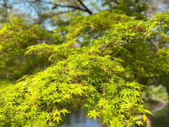 -上海共青森林公园