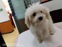 -瑞派雷欧宠物医院·中兽医·眼科·急重症转诊中心(黄台店)