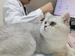 -全心全意连锁动物医院·微创中心·内科急重症·心脏专科(丰管路店)
