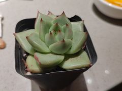 -海底捞火锅(高新万达店)