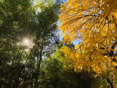 -三里屯东五街银杏大道