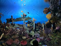 -暹罗海洋世界