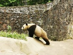-都江堰中华大熊猫苑