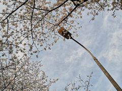 -武汉大学-樱园