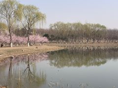 -大兴滨河森林公园