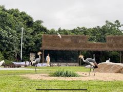 -广州长隆飞鸟乐园