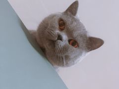 -猫大福·Fortune Cat猫舍(百子湾店)