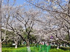 -武汉大学-樱园