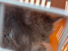 -艾贝尔宠物医院·24H转诊中心·肿瘤猫专科(江宁双龙店)