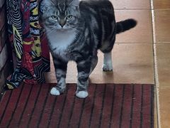 -弘烨 贵州酸汤 鱼火锅(东财店)