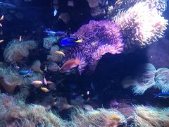 -悉尼海洋生物水族馆