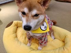-逗柴咖啡屋·狗咖猫咖宠物桌游