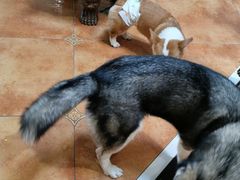 -more than meow吴止猫主题餐厅(承德 中船汇店)