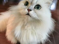 -李小姐の猫咖啡馆(五角场店)