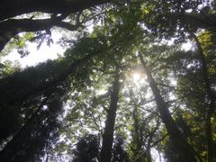 -武陵山森林公园