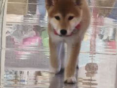 -柴犬小屋·柴餐厅·狗咖食堂(金鼎广场店)