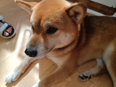 -是阿柴呀！柴犬咖啡·爱喵喵猫咖