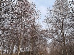 -清真马杰山牛肉汤馆