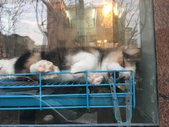 -傲雄·叮叮宠物(新华路店)