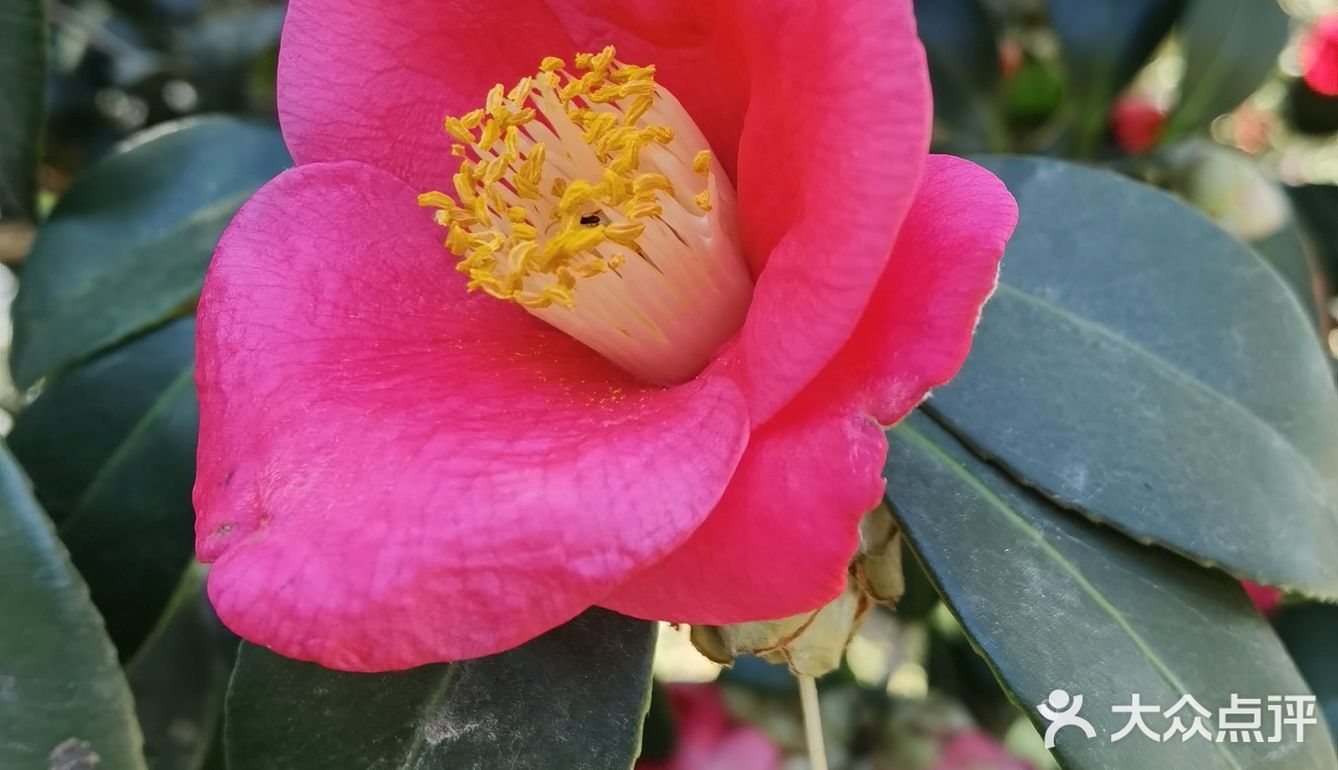 御花園位置就在正門入口右手邊