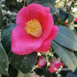 御花園位置就在正門入口右手邊
