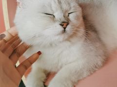 -喵屿·大理花园猫咖