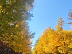 -长白岛森林公园