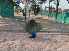 -西霞口神雕山野生动物世界