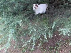 -欣宠猫屋·矮脚拿破仑·蓝金金渐层