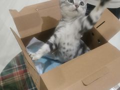 -喵zoo家庭繁育猫舍(尖东智能花园店)