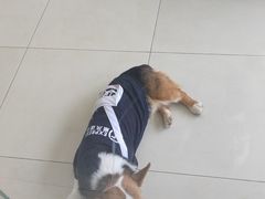 -怪兽屋·羊驼·猫咖·狗咖(俊华广场店)