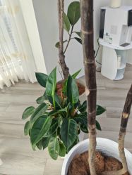 -HEYAN荷妍专业脱毛连锁机构