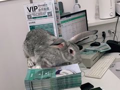 -佳雯宠物医院(四明中路分院)