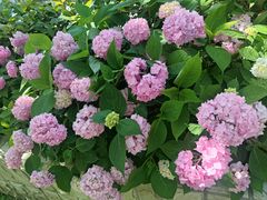 -上海鲜花港