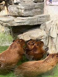 -Zoolung Zoolung动物主题公园(海信广场店)