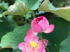 -莲花池公园