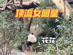 -成都大熊猫繁育研究基地